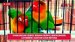Download lagu PANCINGAN JEBOL BIRAHI BUNYI, BIKIN EMOSI LOVEBIRD JANTAN DAN BETINA mp3