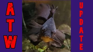 "Around The World" Update on my Fish Room (9/25/23)