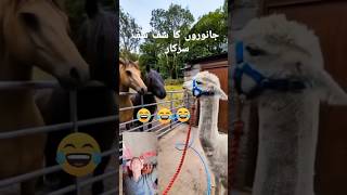 Download lagu shaf shaf sarkar animals 🤣🤣🤣 # what is this # short y#viral video # reaction video # mp3