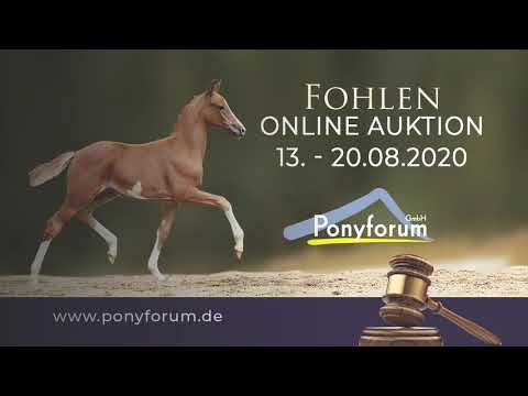 NEPOMUK IP - HF v  Ninjago x Dimension