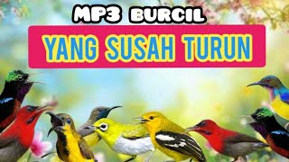 Download lagu Suara Pikat Burung Kecil Yang Susah Turun mp3
