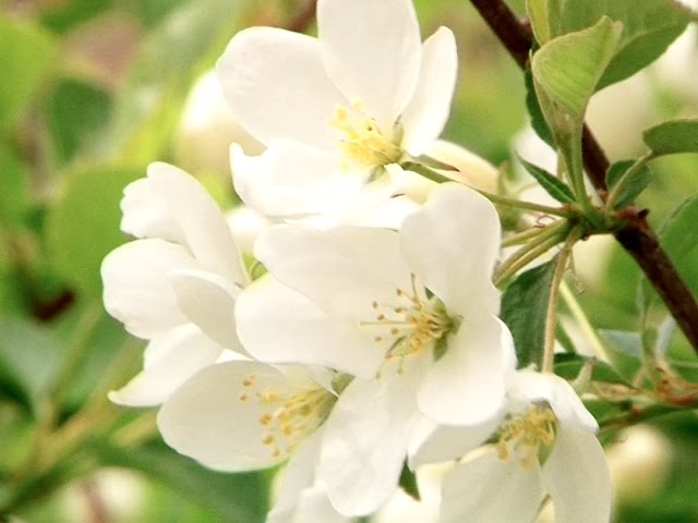 Комплименты для города