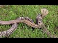 Cobra Dancing to Flute | Snake Music Amazing Cobra flute music played by snake charmer in Bangladesh