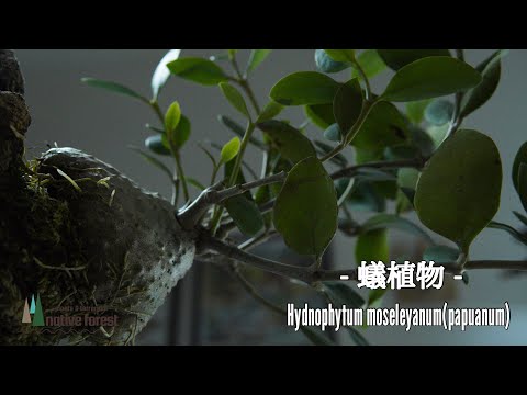 園芸 ぬるぬるドドナ、アマガエル、アーネット