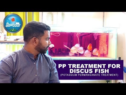 PP Treatment for Discus Fish || Gill Flukes Treatment || Potassium Permanganate Treatment