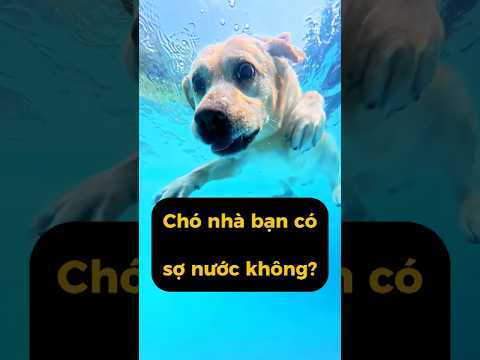 Chó nhà bạn có sợ nước không?   #kytrigioi #shorts
