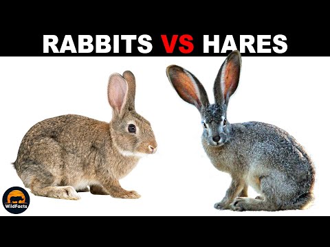 What is the Difference Between Rabbits and Hares?
