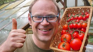 Simple Steps to Growing Masses of Tomatoes 🍅