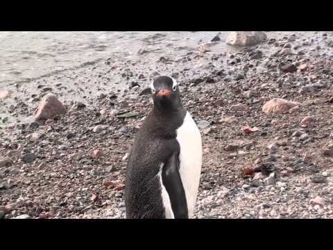Avicii - Penguin (Sadoway & Bolivia's Dubstep Remix)