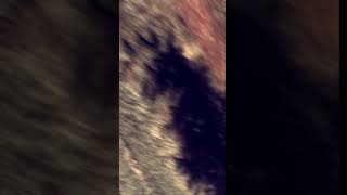 Dancing Bugs