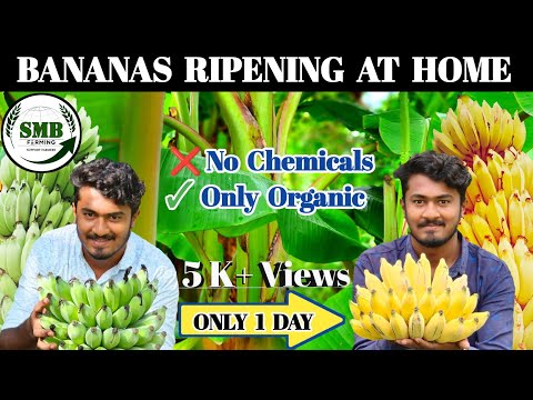 |Banana ripening|How to ripen banana at home|Benifits of Banana| Easy way to ripen bananas|