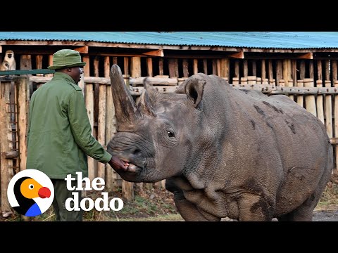 Meet the Two Last Surviving White Rhinos On Earth