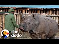 This Guy Takes Care Of The Last Two Northern White Rhinos On Earth  | The Dodo Heroes