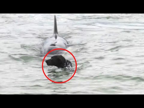 6 Killer Whale Encounters That Will Give You Anxiety