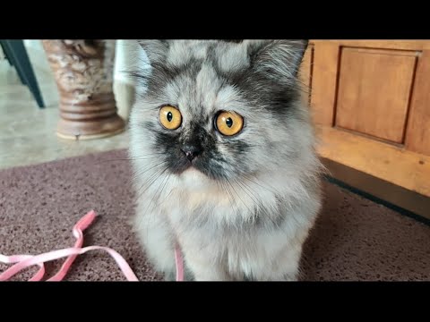 How To Walk Your Cat On A Leash /cat walk/ Persian cat