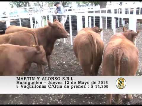 12-05-16 Venta de Vientres - Martin y Alonso S.R.L. - Huanguelen.