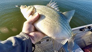 These GIANT White Bass Fight Harder in COLD WATER!