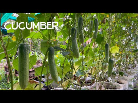 , title : 'How to plant CUCUMBER in Sack | Growing cucumber at home with high yield'