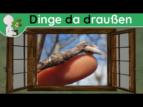 Ddd 010 - Noch mehr Knospen & Knospenbestimmung - Wildpflanzen & Co (Doku 05. Februar)