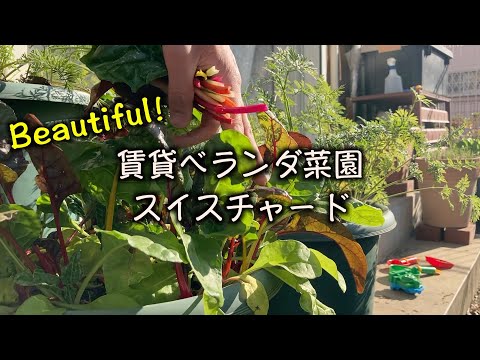 ベット・ポワレ