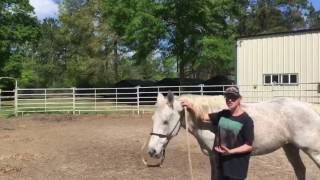 The Hard to Bridle Horse