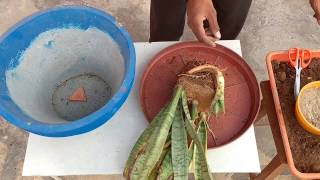 Snake plant , snake plant propagation by leaf cuttings, mother in law toung plant