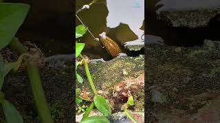 Download lagu Fish Catching technique ✅ 🐟 EP- 1334 | Natural fishing videos mp3