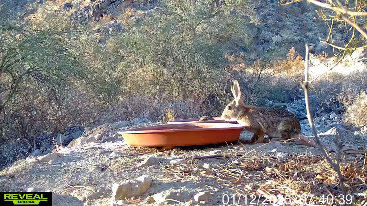S3E4: Mesquite Ridge Wildlife