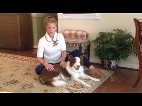 216 How to use Energy healing for pets. Pet Healing w Brent Atwater