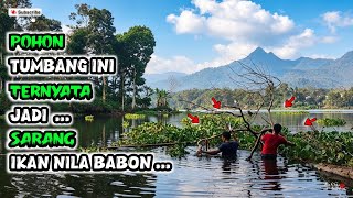 Download lagu Ternyata Pohon Tumbang Ini Jadi Sarang Ikan Nila Babon || Mancing Ngantang Sukudalu Terbaru mp3