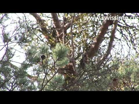 Marauding Mistletoe