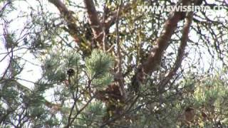 Marauding mistletoe