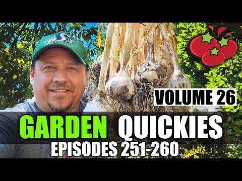 Solutions To Blossom End Rot In Tomatoes etc