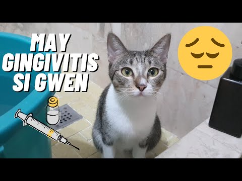Gingivitis in Cats - nagka Gingivitis si Gwen | Vlog #37 | Chivie Vlogs