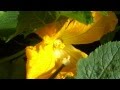 Zucchini Pollination: 3 Ways to Self Pollinate Zucchini ...