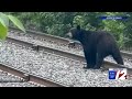 Bear Spotted Walking On Train Tracks In Central Falls