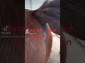 Rain Horses Farts