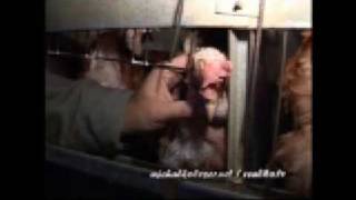 preview picture of video 'The open rescue of 16 hens (July 2007)'