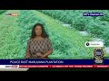 Police Bust Marijuana Plantation Masvingo News Plus ZTN Prime