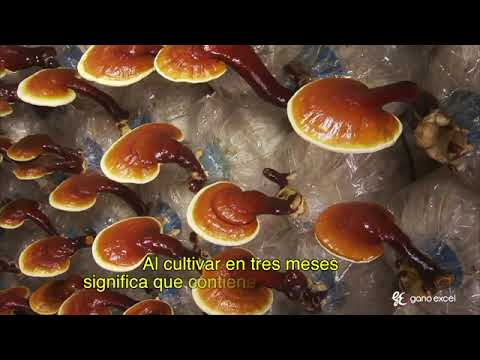 PORQUÉ CONSUMIR GANODERMA LUCIDUM DE GANO EXCEL