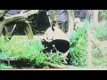 Panda Tales It Was A Beautiful Day SONG