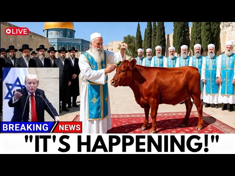 Third Temple Update: The Approved Red Heifer and What Comes Next Shock The World!