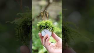 もさもさおちょこ苔盆栽 #moss #苔 #bonsai #盆栽 #terrarium #テラリウム