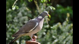 Wood Pigeon Sitting On My Fence In The Garden