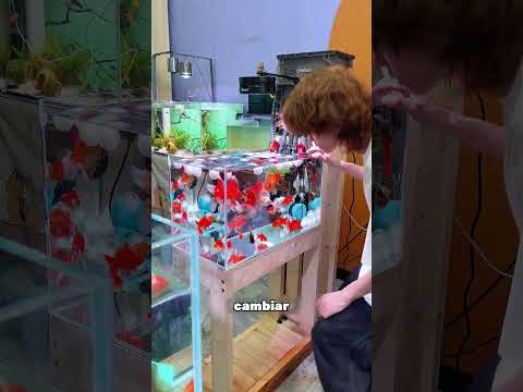 El Algodón Limpió El Acuario 🐟