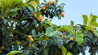 The 10 FRUIT TREES THAT BEAR FRUIT FOR A LIFETIME