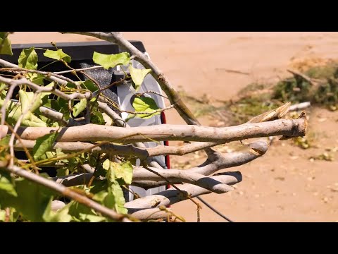 Learn about Green Waste Recycling at the Davis Landfill