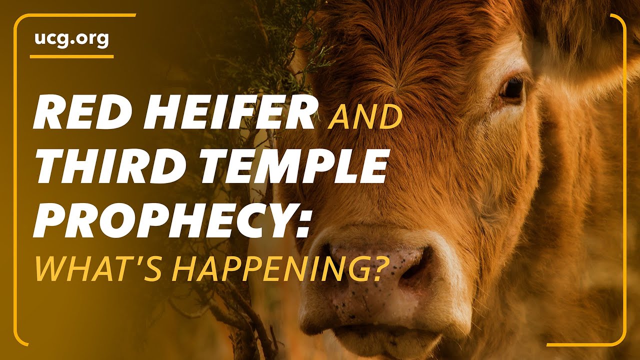 Red Heifers & Third Temple: What Bible Prophecy Reveals About the Future of Jerusalem