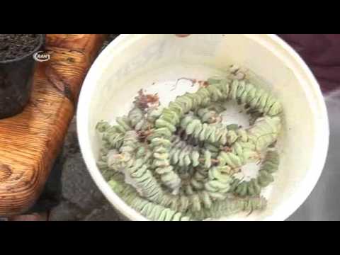 Pflanzentauschbörse kommt an - RAN1