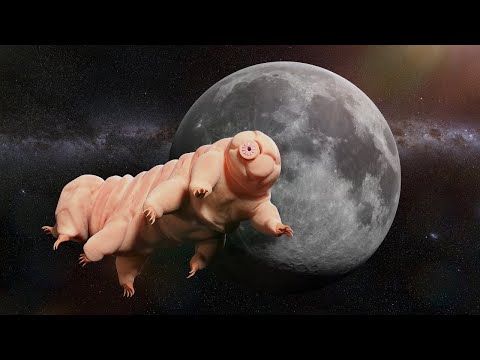 Meet Tardigrade: The Toughest Animal on Earth!